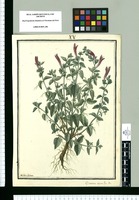 Dianthera repens / Ysidro Galvez. Original drawing from Ruiz & Pavón's Expedition (1777-1816)