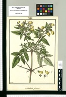 Calceolaria pinnata / Galvez. Original drawing from Ruiz & Pavón's Expedition (1777-1816)