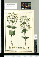 Calceolaria flexuosa y Calceolaria trifida / Galvez. Original drawing from Ruiz & Pavón's Expedition (1777-1816)