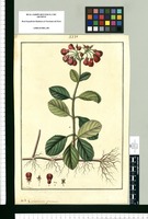 Calceolaria punicea / Fran[cis]co Pulgar. Original drawing from Ruiz & Pavón's Expedition (1777-1816)