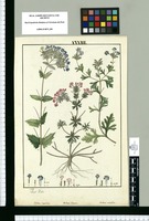Verbena corymbosa, Verbena clavata y Verbena multifida / Jos[e]ph Rubio. Original drawing from Ruiz & Pavón's Expedition (1777-1816)