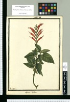 Salvia biflora / Ysidro Galvez. Original drawing from Ruiz & Pavón's Expedition (1777-1816)
