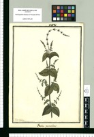 Salvia procumbens / Ysidro Galvez. Original drawing from Ruiz & Pavón's Expedition (1777-1816)