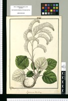Peperomia secunda / Galvez. Original drawing from Ruiz & Pavón's Expedition (1777-1816)