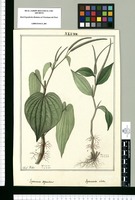 Peperomia dependens y Peperomia alata / Josef Rubio. Original drawing from Ruiz & Pavón's Expedition (1777-1816)