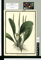 Peperomia emarginata / Brunete. Original drawing from Ruiz & Pavón's Expedition (1777-1816)