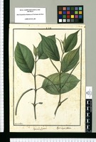 Piper heterophyllum y Piper asperifolium / Ysidro de Galvez. Original drawing from Ruiz & Pavón's Expedition (1777-1816)