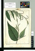 Piper acutifolium y Piper granulosum / Josepf Rubio. Original drawing from Ruiz & Pavón's Expedition (1777-1816)
