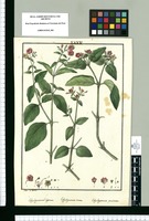 Calyxhymenia expansa, Calyxhymenia ovata, Calyxhymenia prostrata / Ysidro de Galvez. Original drawing from Ruiz & Pavón's Expedition (1777-1816)
