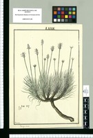 Plantago sericea / Brunete. Original drawing from Ruiz & Pavón's Expedition (1777-1816)