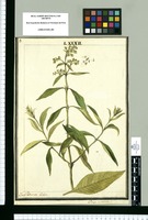 Buddleja occidentalis / Josef Brunete Delin. Original drawing from Ruiz & Pavón's Expedition (1777-1816)