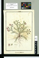 Krameria pentapetala / Ysidro de Galvez del. Original drawing from Ruiz & Pavón's Expedition (1777-1816)