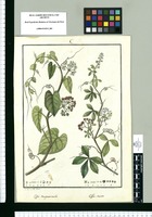Cissus compressicaulis y Cissus striata / Lo dibuxó J[osep]h Rubio. Original drawing from Ruiz & Pavón's Expedition (1777-1816)