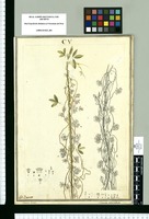 Cuscuta odorata y Cuscuta corymbosa / J[ose]ph Brunete y Josef Rubio. Original drawing from Ruiz & Pavón's Expedition (1777-1816)