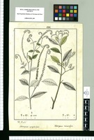 Heliotropium synzystachyum y Heliotropium microcalyx / J[osep]h Rubio. Original drawing from Ruiz & Pavón's Expedition (1777-1816)