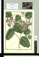 Nolana inflata / Fran[cis]co Pulgar. Original drawing from Ruiz & Pavón's Expedition (1777-1816)