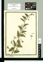 Convolvulus heterophyllus, Convolvulus Hermaniae L'heritier / Ysidro Galvez. Original drawing from Ruiz & Pavón's Expedition (1777-1816)
