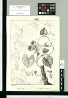 Ipomoea pap[i]ru e Ipomoea acuminata / J[osep]h Rubio. Original drawing from Ruiz & Pavón's Expedition (1777-1816)
