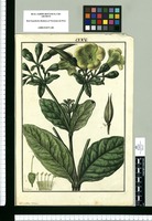 Lisianthus [sic] viscosus / Galvez. Original drawing from Ruiz & Pavón's Expedition (1777-1816)