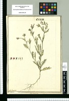 Gilia laciniata / J[ose]ph Brunete. Original drawing from Ruiz & Pavón's Expedition (1777-1816)