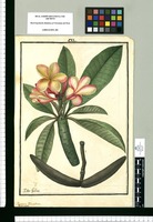 Plumeria carinata [vulgo:] turumbaco / Ysidro Galvez. Original drawing from Ruiz & Pavón's Expedition (1777-1816)