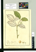 Tabernaemontana : Secunda Sp. Sanango [sic] ¿an Varietas? / José Rivera del. Original drawing from Ruiz & Pavón's Expedition (1777-1816)