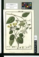 Cordia rotundifolia y Tournefortia volubilis / Ysidro de Galvez del. Original drawing from Ruiz & Pavón's Expedition (1777-1816)