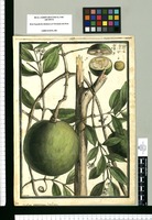 Strychnos brachiata / Brunete. Original drawing from Ruiz & Pavón's Expedition (1777-1816)