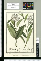 Solanum nitidum y Solanum angustifolium / Josef Rubio. Original drawing from Ruiz & Pavón's Expedition (1777-1816)