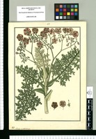 Solanum multifidum / Fran[cis]co Pulgar. Original drawing from Ruiz & Pavón's Expedition (1777-1816)