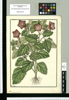 Physalis prostrata / Fran[cis]co Pulgar. Original drawing from Ruiz & Pavón's Expedition (1777-1816)