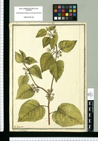 Atropa umbellata / J[ose]ph Brunete. Original drawing from Ruiz & Pavón's Expedition (1777-1816)