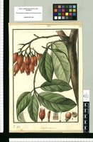 Juanulloa parasitica / Galvez. Original drawing from Ruiz & Pavón's Expedition (1777-1816)
