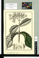 Macrocnemon [sic] coriaceum / Fran[cis]co Pulgar. Original drawing from Ruiz & Pavón's Expedition (1777-1816)