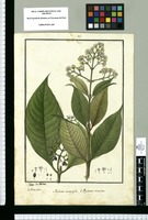 Psychotria macrophylla y Psychotria reticulata / Ysidro de Galvez. Original drawing from Ruiz & Pavón's Expedition (1777-1816)