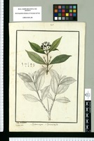 Psychotria virgata y Psychotria trifida / Ysidro de Galvez. Original drawing from Ruiz & Pavón's Expedition (1777-1816)