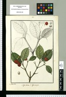 Coffea racemosa y Coffea acuminata / Is[idro] Galvez delin. Original drawing from Ruiz & Pavón's Expedition (1777-1816)