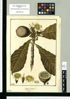 Genipa oblingifolia / Fran[cis]co Pulgar. Original drawing from Ruiz & Pavón's Expedition (1777-1816)
