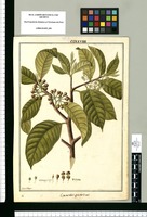 Ceanothus granulosus / Fran[cis]co Pulgar. Original drawing from Ruiz & Pavón's Expedition (1777-1816)