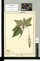 Ribes macrobotrys / Fran[cis]co Pulgar del. Original drawing from Ruiz & Pavón's Expedition (1777-1816)