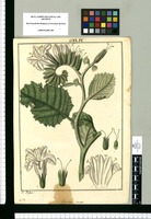 Hydrolea crispa / Fr[ancisco] Pulgar. Original drawing from Ruiz & Pavón's Expedition (1777-1816)