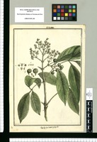 Staphylea heterophylla / Brunete. Original drawing from Ruiz & Pavón's Expedition (1777-1816)
