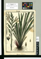 Pitcairnia lanuginosa / Galvez. Original drawing from Ruiz & Pavón's Expedition (1777-1816)