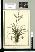 Tillandsia parviflora / Galvez. Original drawing from Ruiz & Pavón's Expedition (1777-1816)