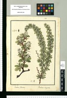 Berberis flexuosa y Berberis virgata / Is[idro] Galvez del. Original drawing from Ruiz & Pavón's Expedition (1777-1816)