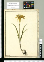 Amaryllis aurea / J[ose]ph Brunete. Original drawing from Ruiz & Pavón's Expedition (1777-1816)