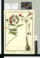 Alstroemeria setacea y Pancratium coccineum / Galvez. Original drawing from Ruiz & Pavón's Expedition (1777-1816)