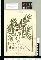 Luzuriaga radicans / [Isidro Gálvez]. Original drawing from Ruiz & Pavón's Expedition (1777-1816)