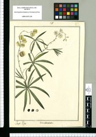 Herreria stellata / Joseph Rubio. Original drawing from Ruiz & Pavón's Expedition (1777-1816)