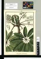 Actinophyllum pedicellatum / Galvez. Original drawing from Ruiz & Pavón's Expedition (1777-1816)